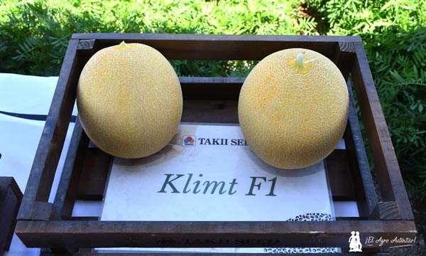 Variedad de melón Klimt / agroautentico.com