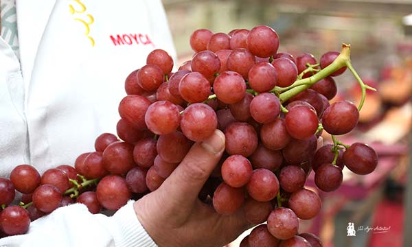Uva roja de Moyca Grapes. Ralli Seedless / agroautentico.com