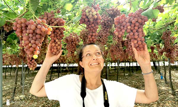 Ana Rubio entre parrales de uva de mesa de Moyca Grapes en Alhama de Murcia. / agroautentico.com
