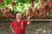 Alhama de Murcia abriga un paraíso de parrales de uva sin pepita