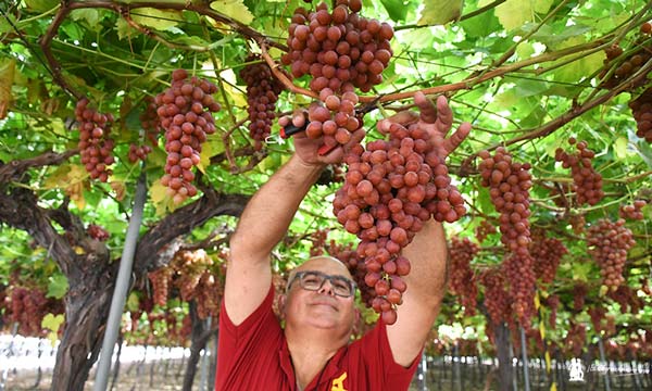 Cortando uva de mesa en la región de Murcia de Moyca Grapes / agroautentico.com