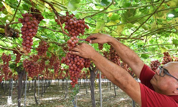 Cortando uva de mesa en la región de Murcia / agroautentico.com