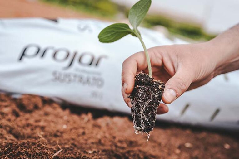 El nuevo sustrato Root Start RS8 acelera el enraizamiento tras el trasplante