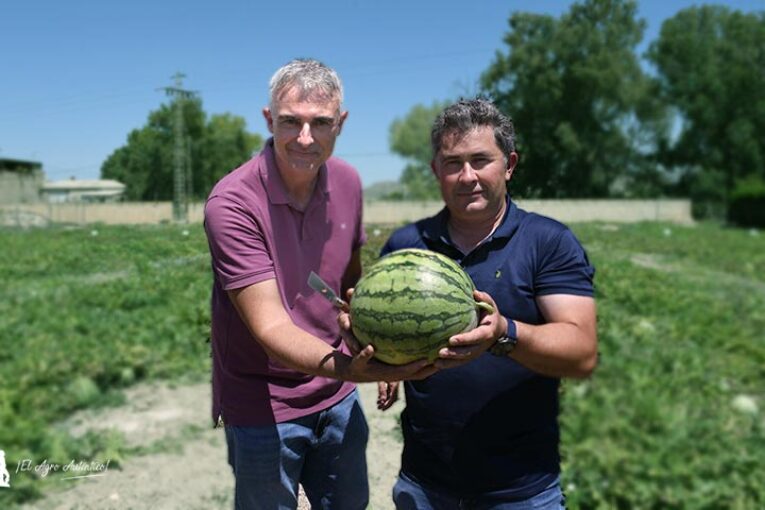 Syngenta agranda la línea Red Jasper con otra nueva variedad