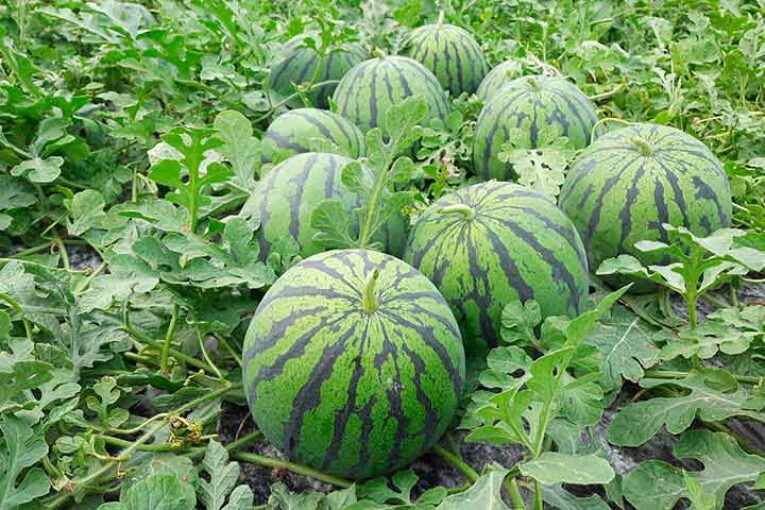 Campojoyma amplía el cultivo de sandía ecológica hasta octubre