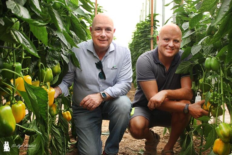 Pimiento extratemprano en Berja en ecológico y con Daymsa