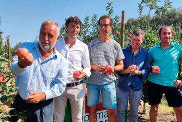 Es temporada de manzanas en la IGP Poma de Girona