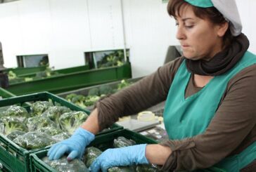 Los productores de brócoli y coliflor afrontan una de las campañas más complejas