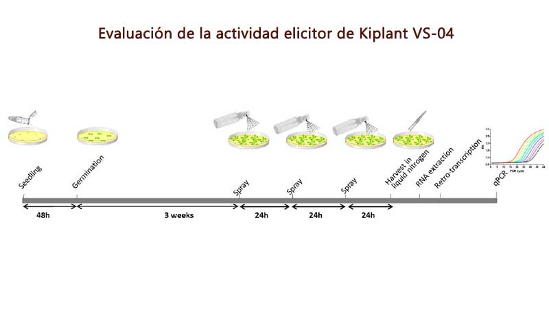 Evaluación de la actividad elicitor de Kiplant VS-04 de Asfertglobal-agroautentico.com
