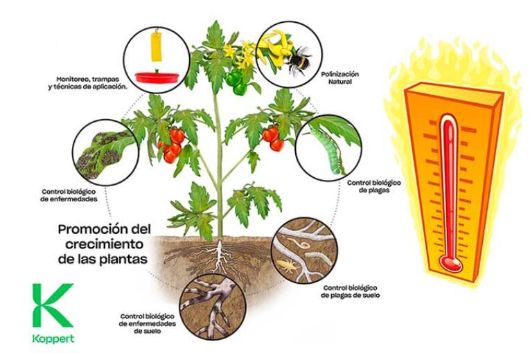 Estrategias de control biológico frente a olas de calor