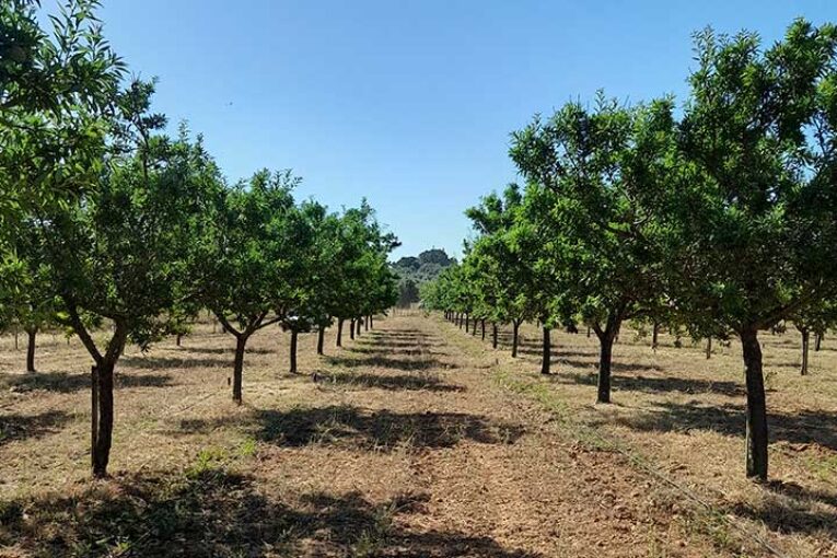 Lainco ensaya en Mallorca la solución contra Xylella fastidiosa