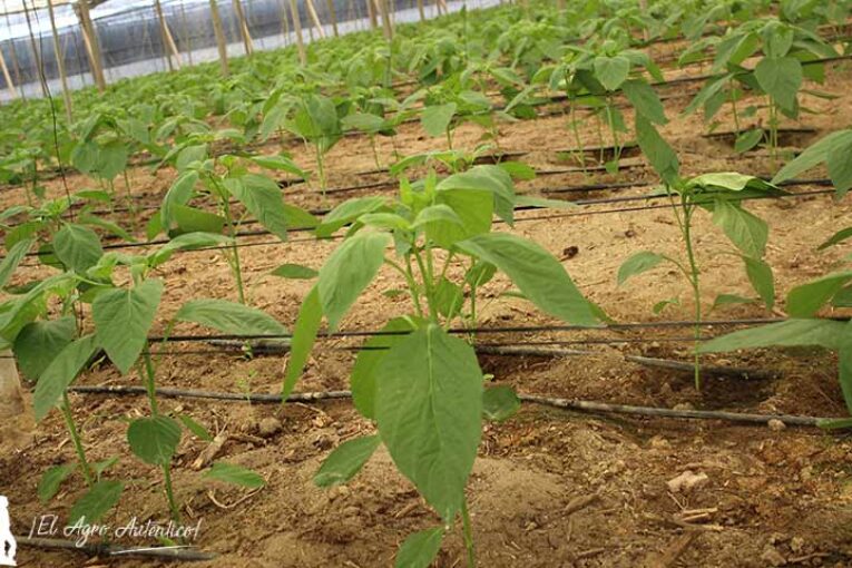 El uso de compost degrada contaminantes y mejora la fertilidad