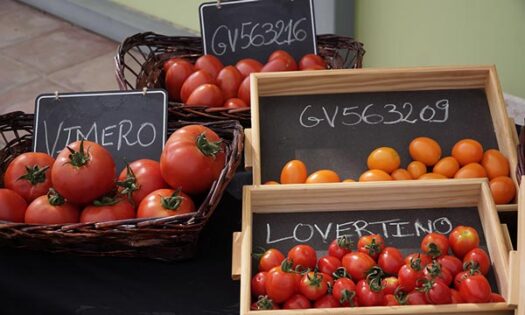 Variedades de tomate Voltz