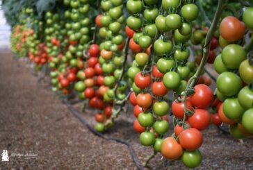 El tomate recupera superficie en Almería con un 15% más