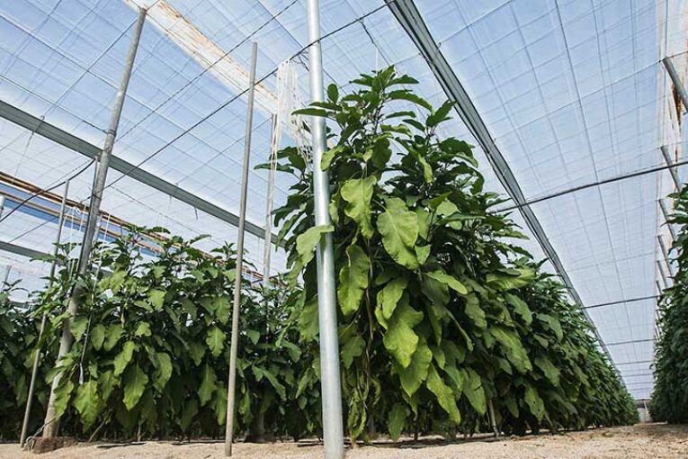 Las 5 innovaciones clave en el sector de los invernaderos solares