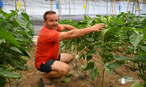 Juan el 'chumbo' agricultor de Adra en su finca de pimientos / agroautentico.com