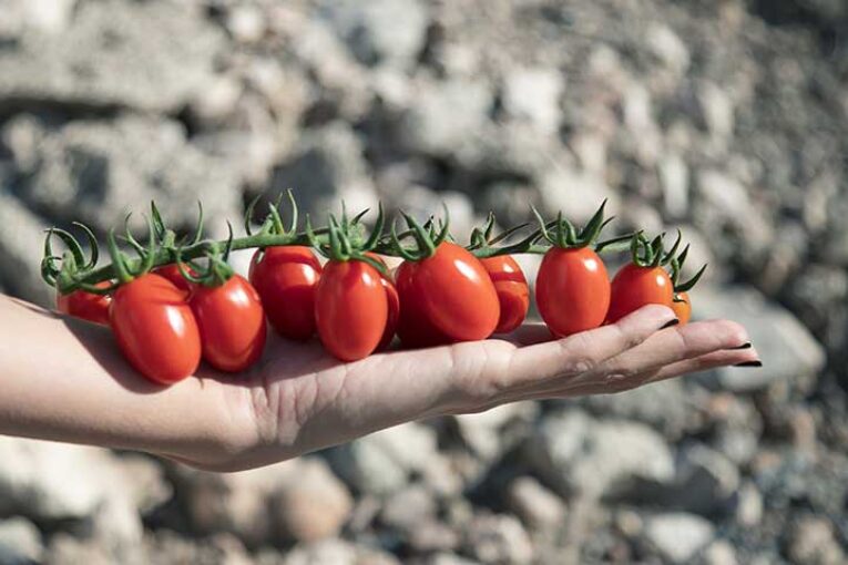 Karamel Rome es el cherry de sabor sin problemas de poscosecha