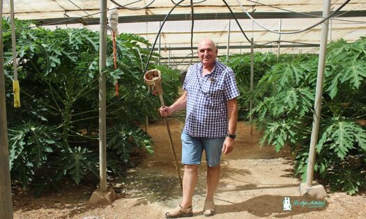 Paco Barranco, agricultor almeriense, en su invernadero de papayas / agroautentico.com