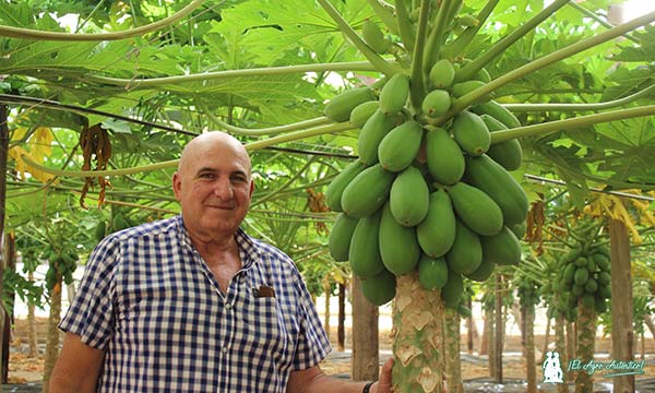 Paco Barranco en su invernadero de papayas en El Ejido / agroautentico.com