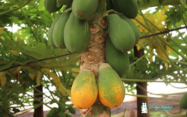 Papaya / agroautentico.com