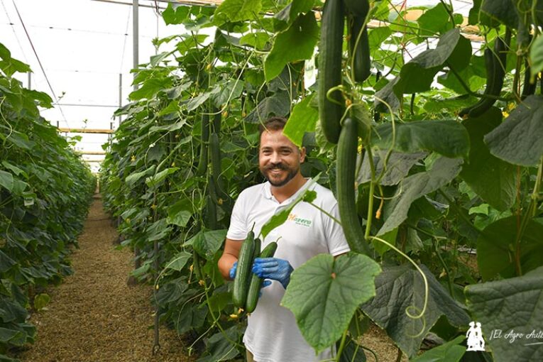 Zimman es el primer pepino resistente a CGMMV de Hazera