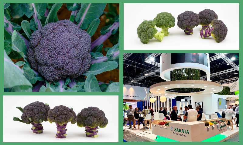 Purple Magic, el brócoli completamente morado de Sakata estará en Fruti Attraction-agroautentico.com