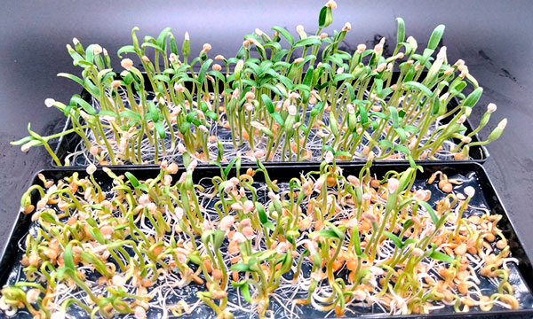 Seeds for Innovation plantas / agroautentico.com