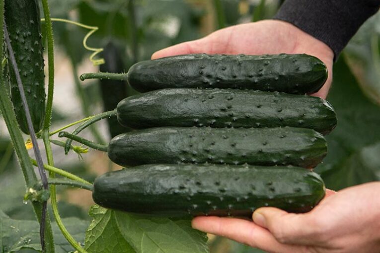 BASF ‘endulza’ el pepino francés con Shantelle y Dronne 