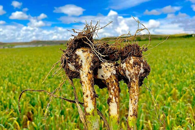 Koppert ofrece soluciones biológicas para proteger el ajo frente a estrés y enfermedades