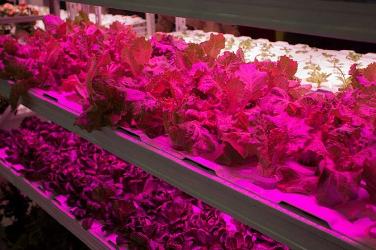 10 aspectos a tener en cuenta en las lámparas LED para cultivo