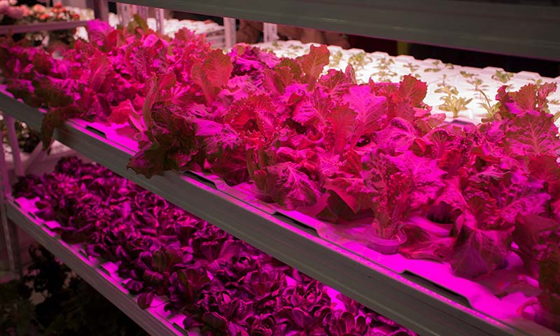 10 aspectos a tener en cuenta en las lámparas LED para cultivo- agroautentico.com