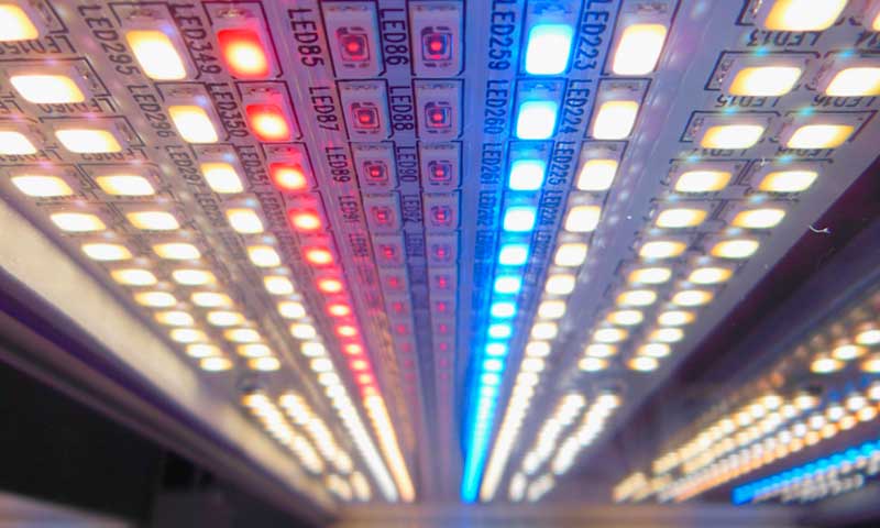 10 aspectos a tener en cuenta en LEDs para cultivo