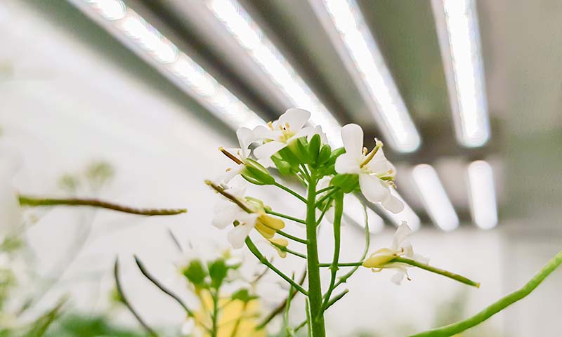10 aspectos a tener en cuenta en las lámparas LED para cultivo-agroautentico.com