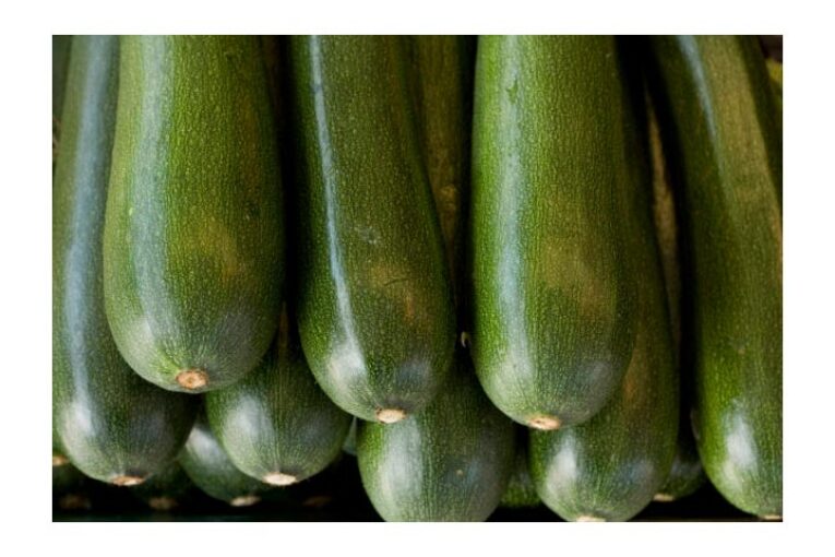 Asaja denuncia que el calabacín cae un 73% en precio