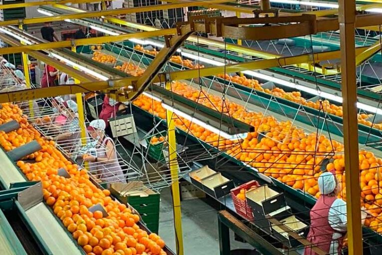 Los cítricos de Anecoop incorporan a Alzicoop a través de Green Fruits Coop. V