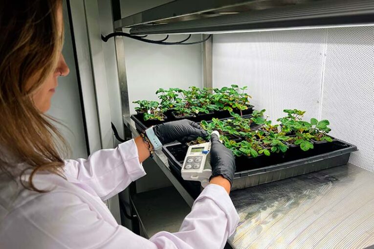 Vellsam rediseña un potente bioestimulador de engorde y enraizamiento a través de auxinas naturales