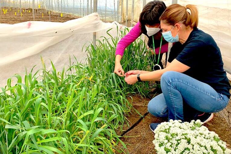 Setos y reservorios en el control biológico del pulgón