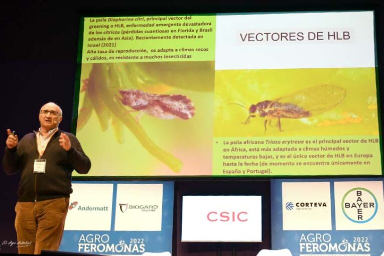 Control biológico en HLB, la enfermedad más devastadora en cítricos
