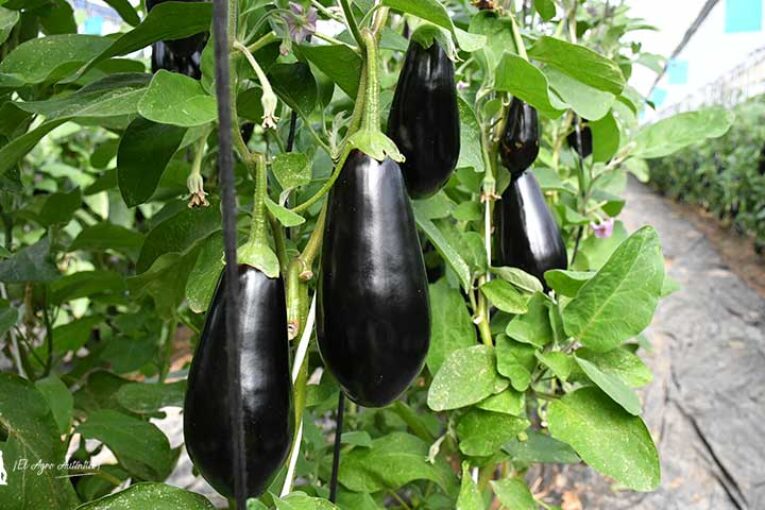 Hortyfruta levanta la extensión de norma en berenjena