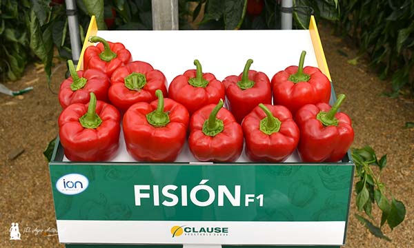 Fision, pimiento california rojo de HM.Clause en Níjar / agroautentico.com