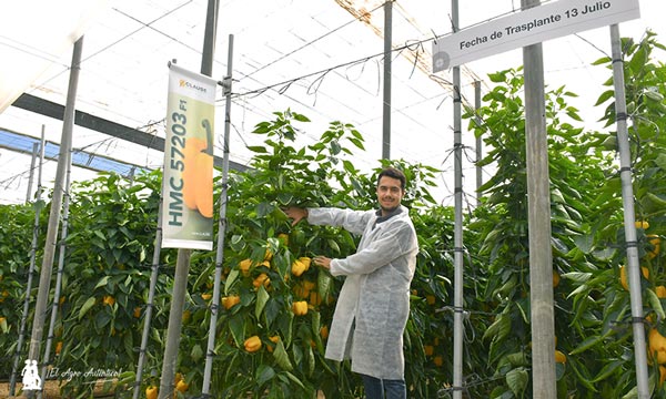 José Miguel Reyes Deza, marketing en HM.Clause, con la novedad en pimiento amarillo 57203 / agroautentico.com