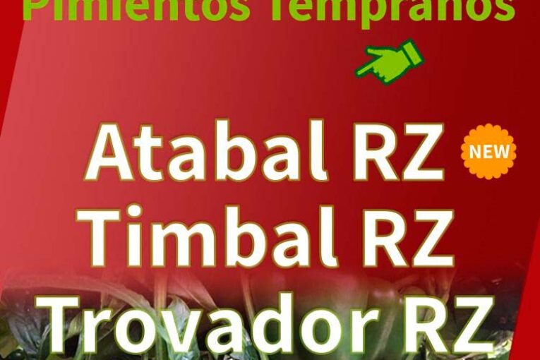 Del 15 al 17 de noviembre. Jornadas de pimiento temprano de Rijk Zwaan