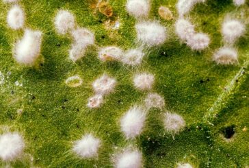 El bioinsecticida Mycotal corta el ciclo de mosca blanca