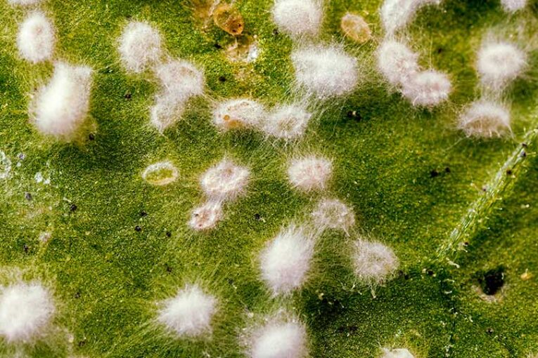 El bioinsecticida Mycotal corta el ciclo de mosca blanca