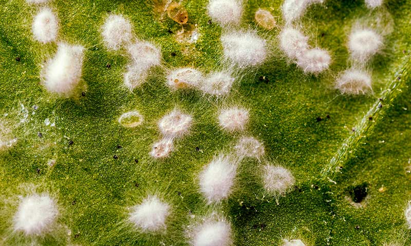 Larvas de mosca blanca infectadas con el bioinsecticida Mycotal-agroautentico.com