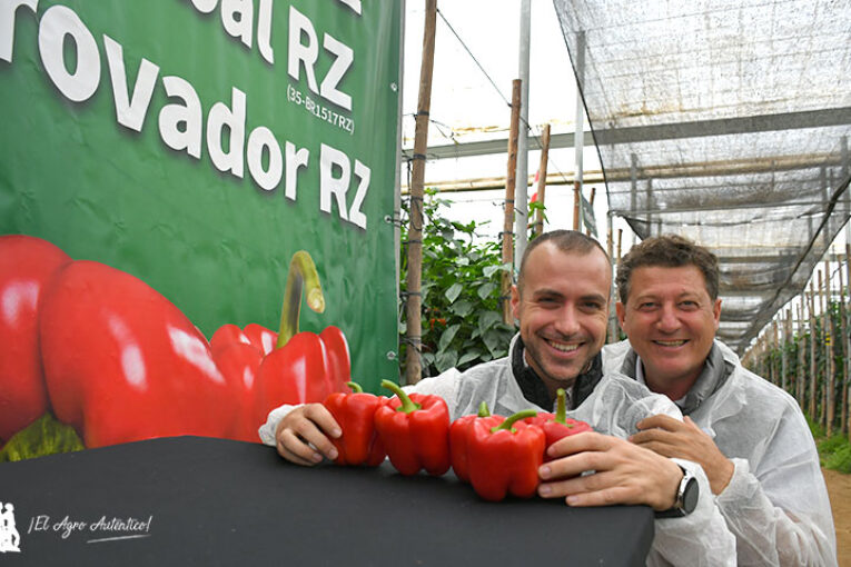 Los cuajes con calor y blanqueo de los pimientos de Rijk Zwaan