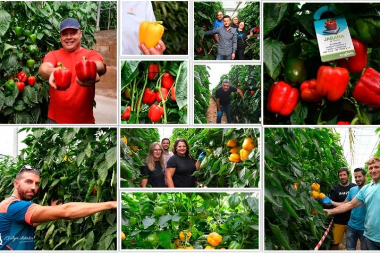 Noviembre pimentero con las variedades tempranas de Syngenta