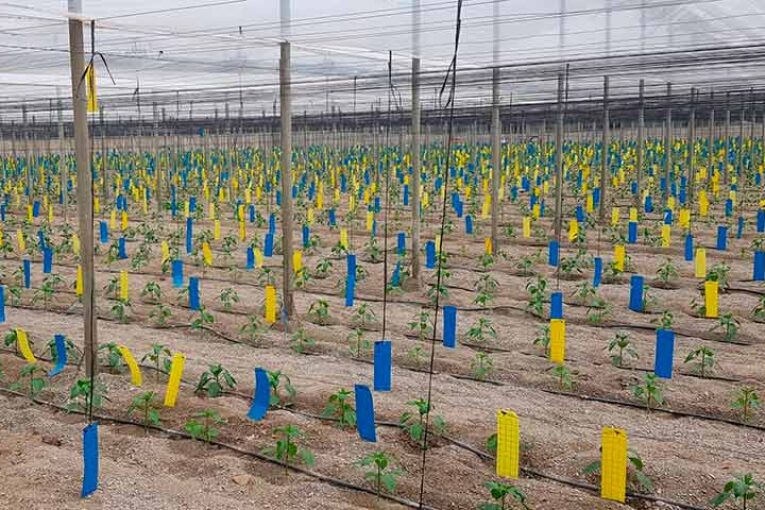 Las placas cromáticas de Ecotrampa en el evento de Agroferomonas y Control Biológico