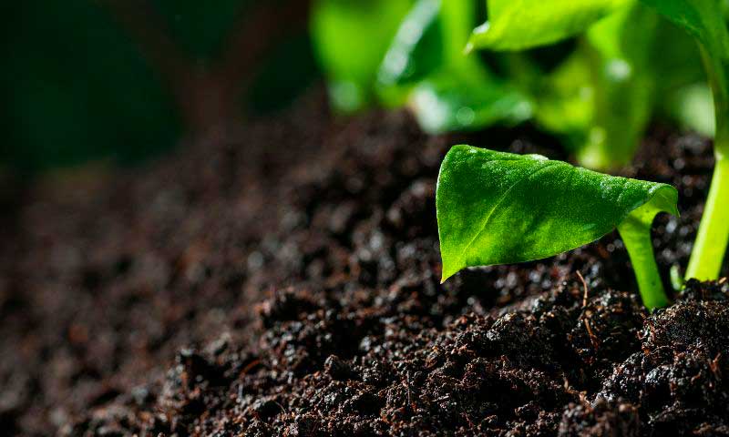 La campaña #SoilFacts de Alltech pone el foco en la salud del suelo