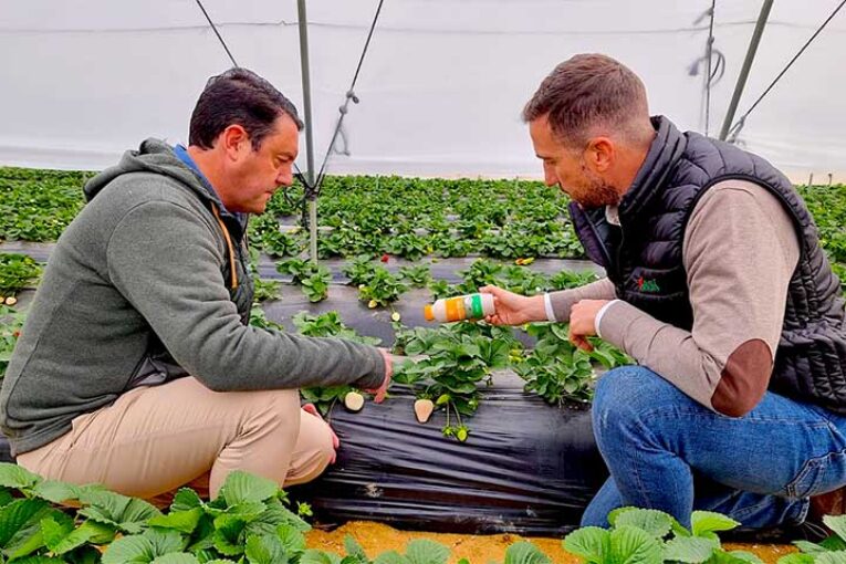 La onubense Masiá Ciscar crea el certificado de calidad SBSP para frutos rojos